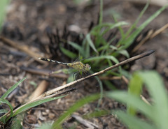 Diplacodes trivialis