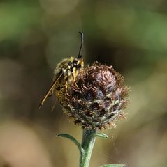 Bembecia ichneumoniformis