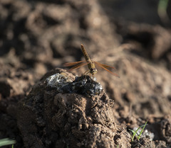 Brachythemis contaminata