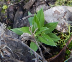 Pterostylis plumosa