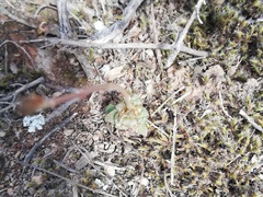 Anacampseros retusa