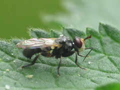 Thecophora atra