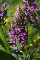 Dactylorhiza majalis
