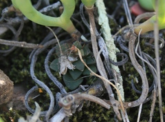 Anacampseros retusa