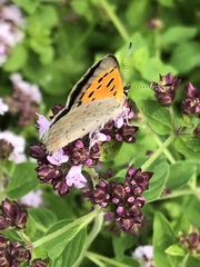 Lycaena phlaeas