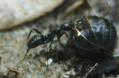 Formica fusca