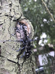 Anoplophora glabripennis