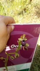 Ophrys sphegodes atrata