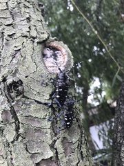 Anoplophora glabripennis