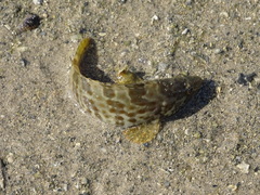 Epinephelidae