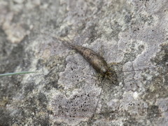 Petrobius brevistylis