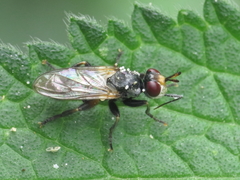 Thecophora atra