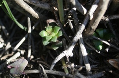 Anacampseros retusa