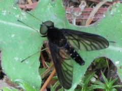 Chrysopilus connexus