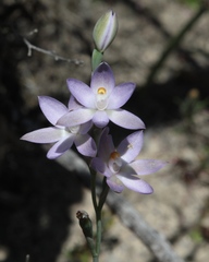 Thelymitra petrophila