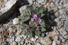 Collomia diversifolia