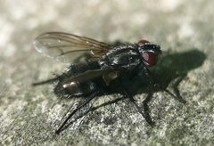 Phyto melanocephala