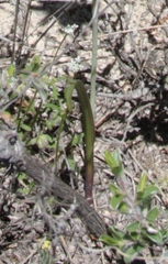 Thelymitra petrophila