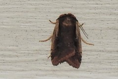 Ochropleura