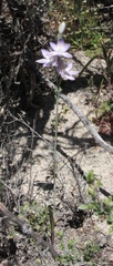 Thelymitra petrophila