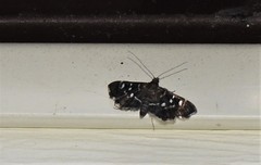 Diathrausta harlequinalis