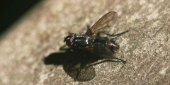 Phyto melanocephala