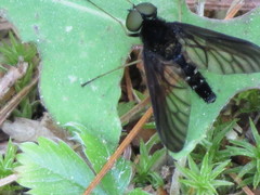 Chrysopilus connexus