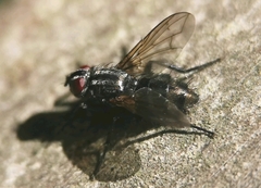Phyto melanocephala
