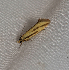 Corynotricha antipodella