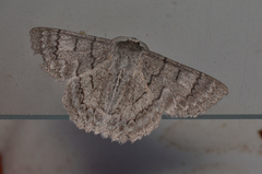 Crypsiphona tasmanica