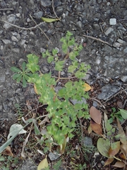 Euphorbia peplus