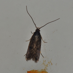 Lecithocera terrigena