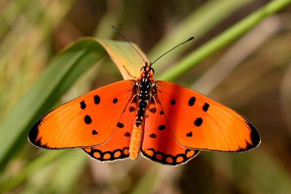 Fiery Acraea