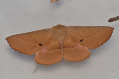 Monoctenia falernaria