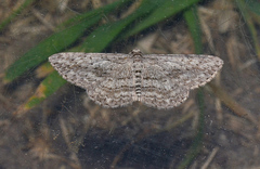 Phelotis cognata