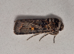 Proteuxoa marginalis