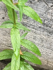 Epilobium pseudorubescens