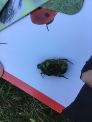 Protaetia cuprea