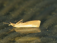 Agriphila straminella