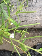 Epilobium pseudorubescens