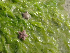 Asterina