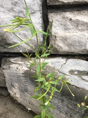 Epilobium pseudorubescens