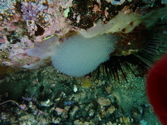 Polycitor giganteus