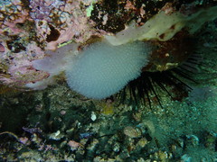 Polycitor giganteus