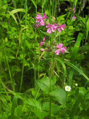 Silene dioica