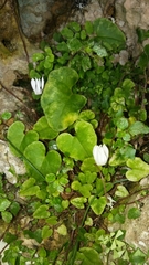 Cyclamen balearicum