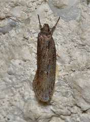 Micropeteina dryinodes