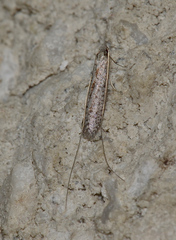 Ceromitia leptosticta
