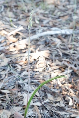 Thelymitra petrophila