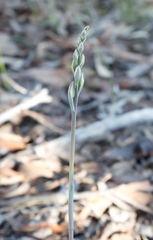 Thelymitra petrophila